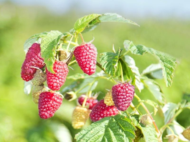 Vasarinė avietė 'Przehyba' (Rubus idaeus) - Image 5
