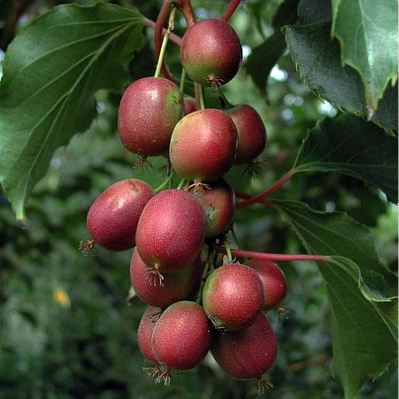 Aktinidija 'Ken’s Red'