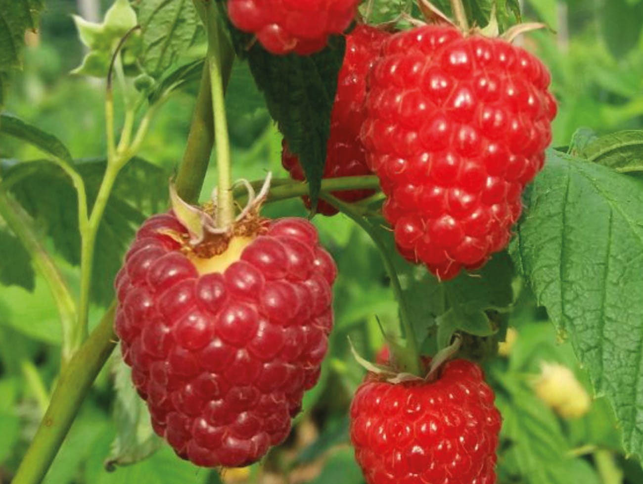 Vasarinė avietė 'Enrosadira' (Rubus idaeus) - Image 4