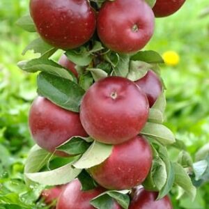 Obelis koloninė ‘Arbat’ (Malus domestica)