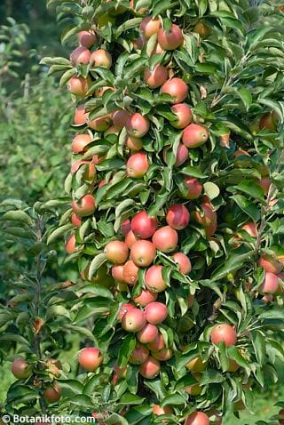 Obelis koloninė ‘Polka’ (Malus domestica) - Image 3