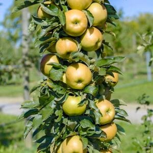 Obelis koloninė ‘Bolero’ (Malus domestica)