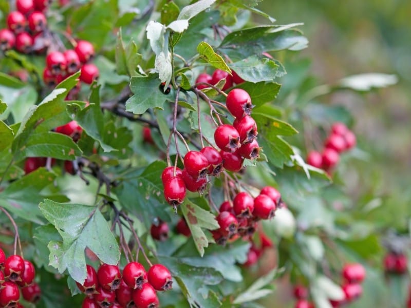 Gudobelė valgomoji vienapiestė (Crataegus monogyna) - Image 2
