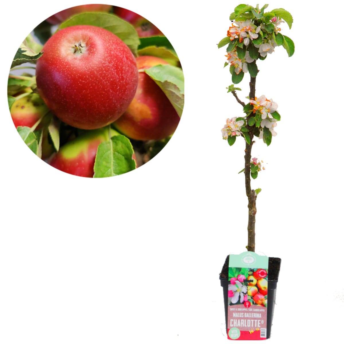Obelis koloninė ‘Charlotte’ (Malus domestica) - Image 4