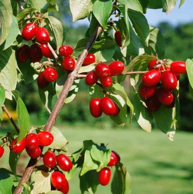 Sedula geltonžiedė ‘Jolico‘ (Cornus mas ‘Jolico’) - Image 5