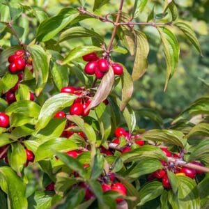 Sedula geltonžiedė ‘Jolico‘ (Cornus mas ‘Jolico’)