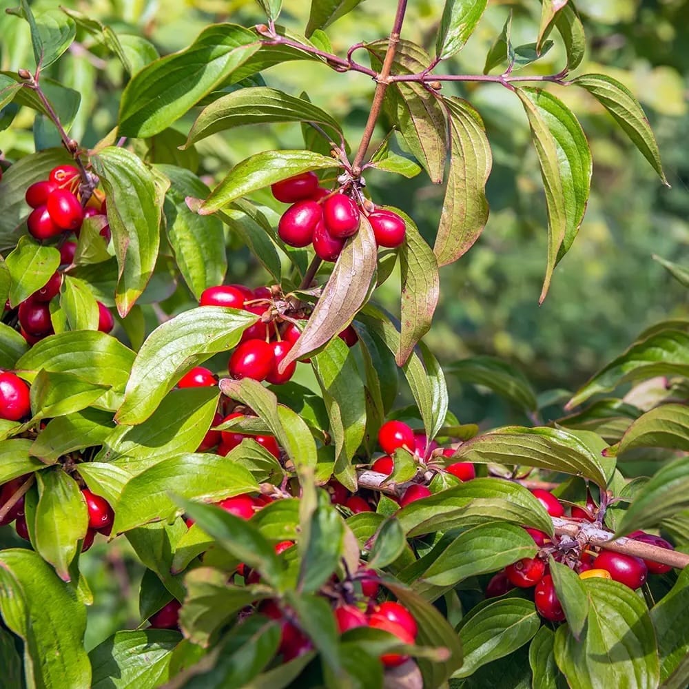 Sedula geltonžiedė ‘Jolico‘ (Cornus mas ‘Jolico’)