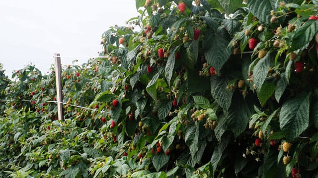 Vasarinė avietė 'Enrosadira' (Rubus idaeus) - Image 5