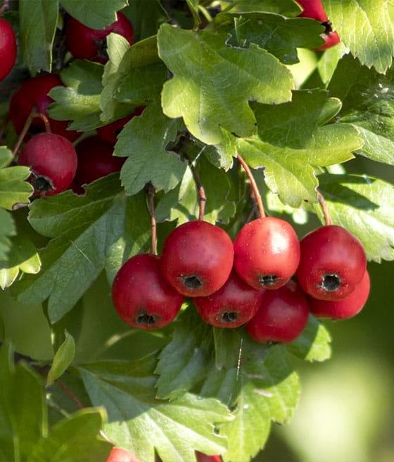 Gudobelė valgomoji vienapiestė (Crataegus monogyna) - Image 4