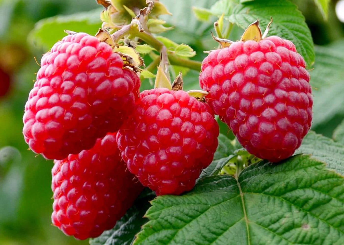 Vasarinė avietė 'Glen Ample' (Rubus idaeus) - Image 4