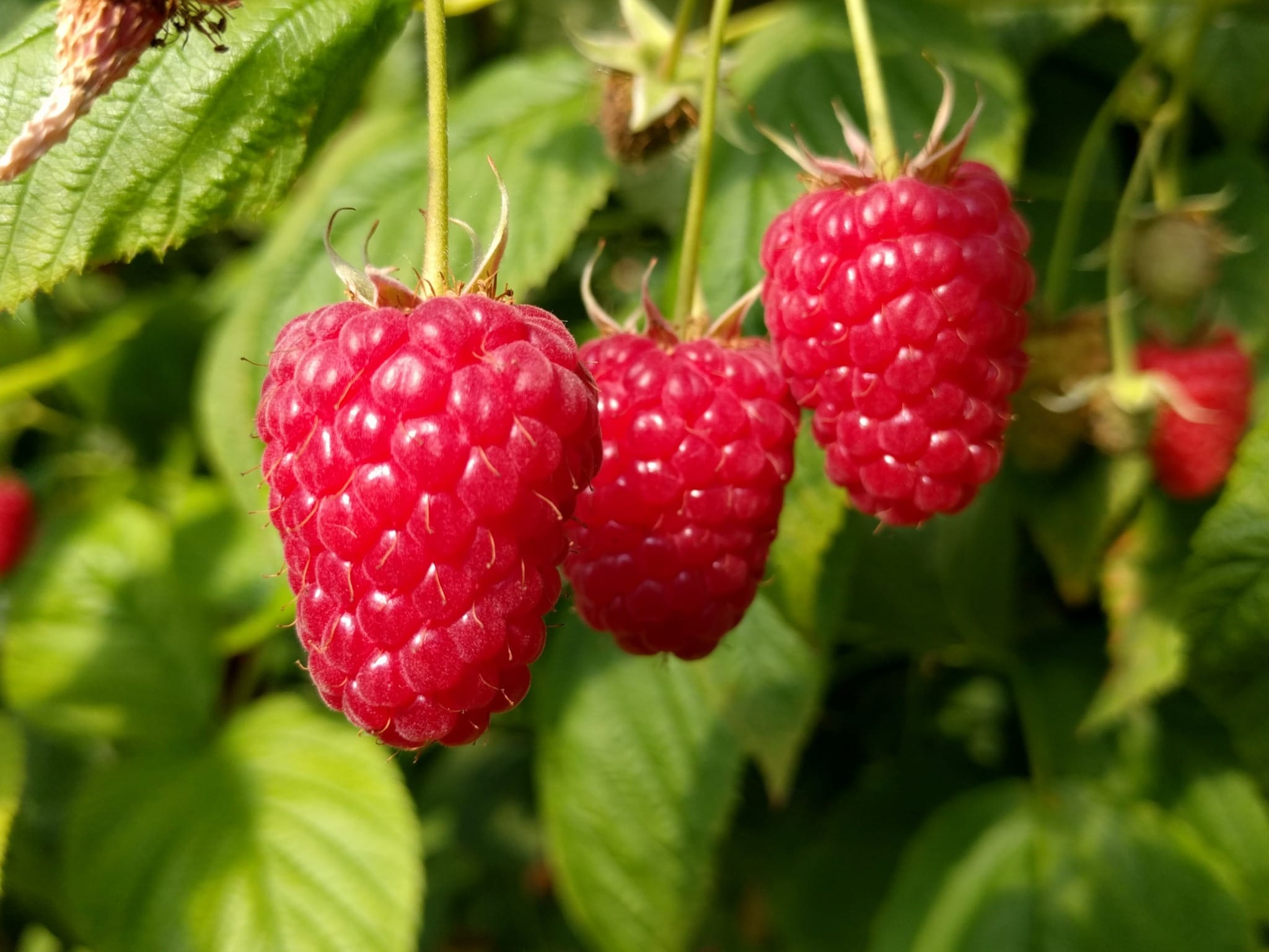 Vasarinė avietė 'Enrosadira' (Rubus idaeus) - Image 7