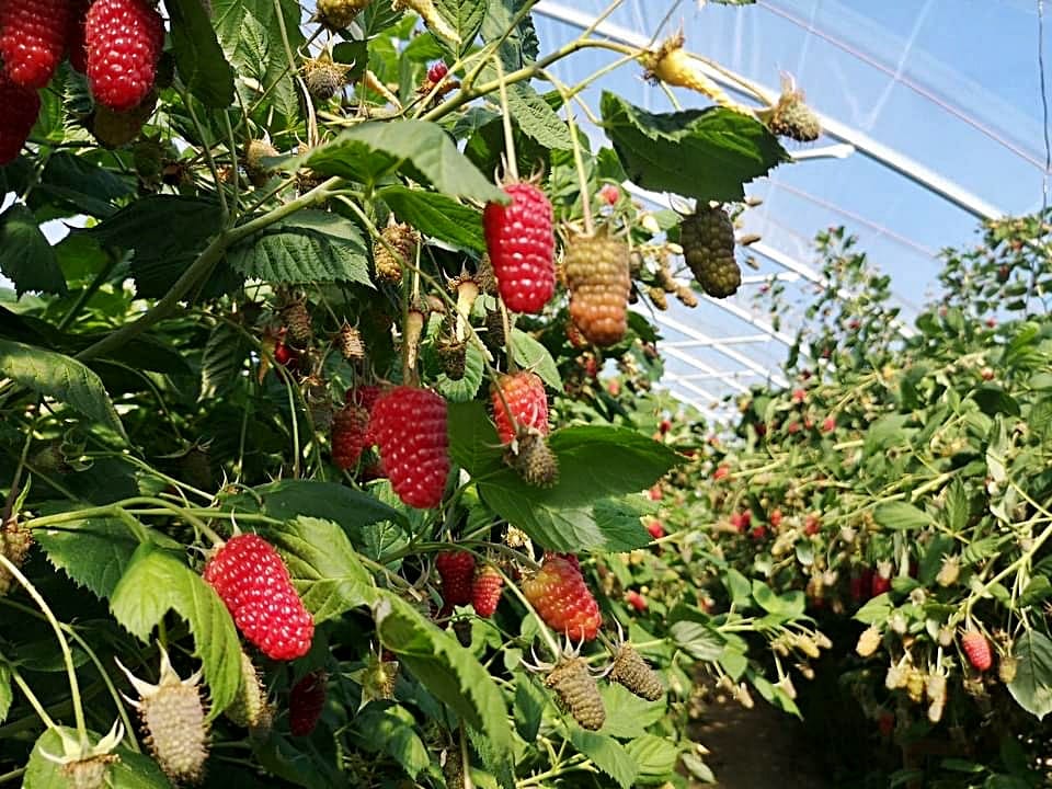 Vasarinė avietė 'Przehyba' (Rubus idaeus) - Image 4
