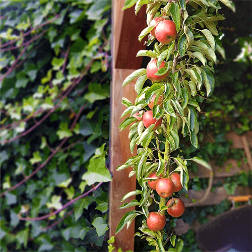Obelis koloninė ‘Polka’ (Malus domestica) - Image 4