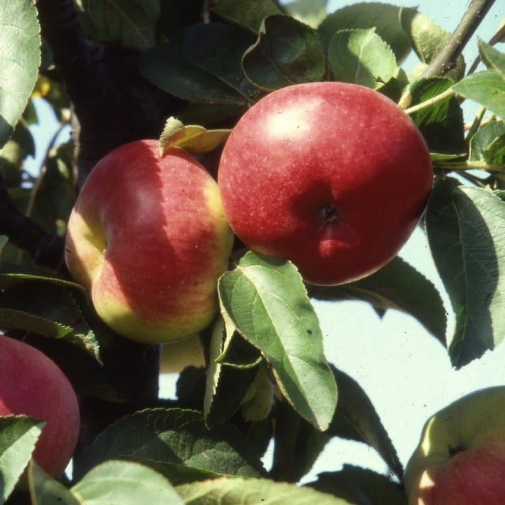 Obelis koloninė ‘Charlotte’ (Malus domestica) - Image 2