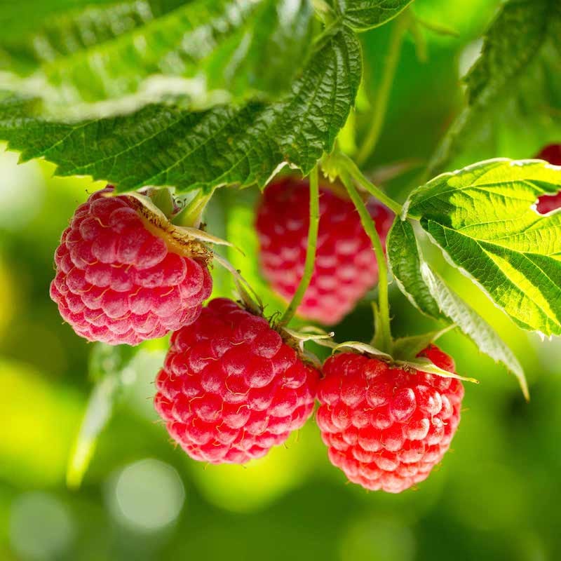 Vasarinė avietė 'Glen Ample' (Rubus idaeus) - Image 5