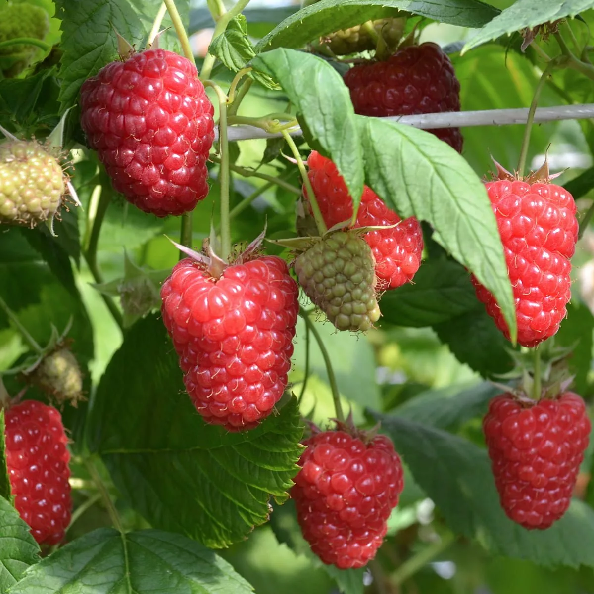 Vasarinė avietė 'Enrosadira' (Rubus idaeus) - Image 9