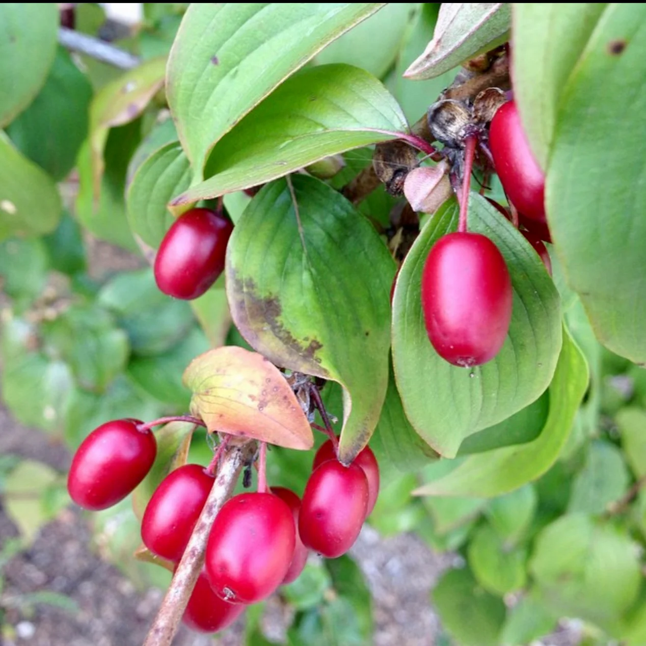 Sedula geltonžiedė ‘Jolico‘ (Cornus mas ‘Jolico’) - Image 2
