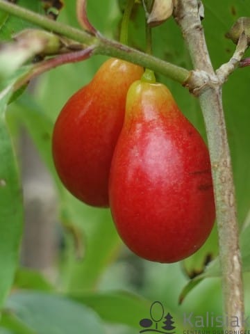 Sedula geltonžiedė ‘Jolico‘ (Cornus mas ‘Jolico’) - Image 4