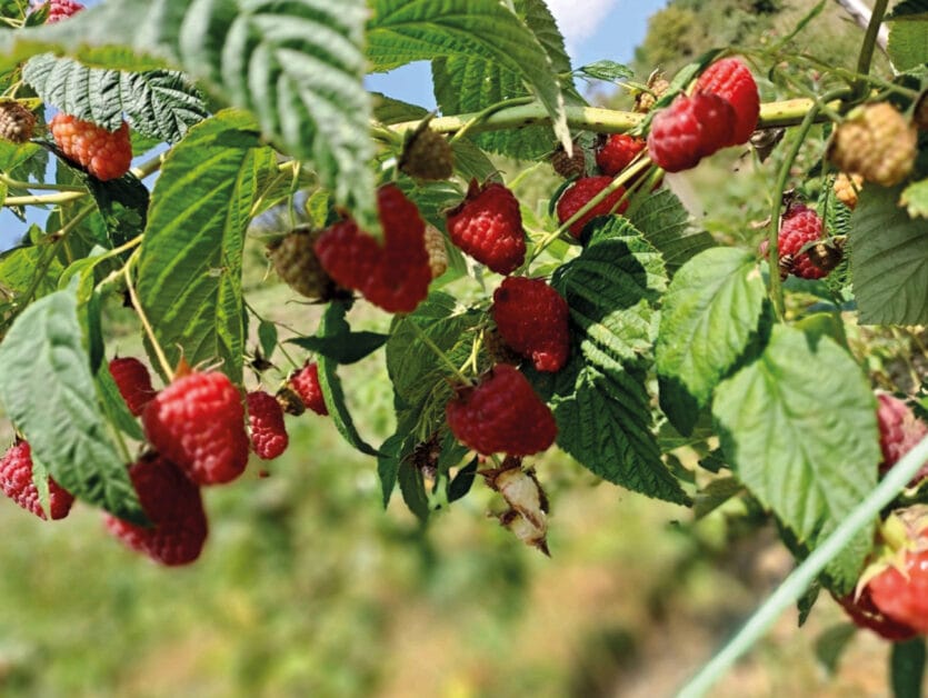 Vasarinė avietė 'Enrosadira' (Rubus idaeus) - Image 6