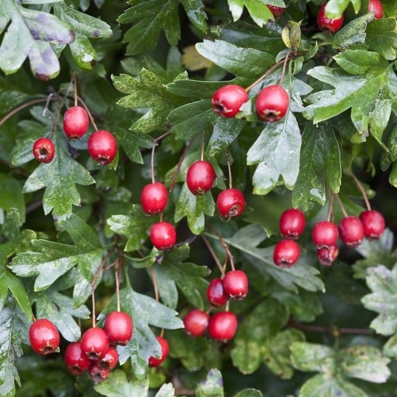 Gudobelė valgomoji vienapiestė (Crataegus monogyna)
