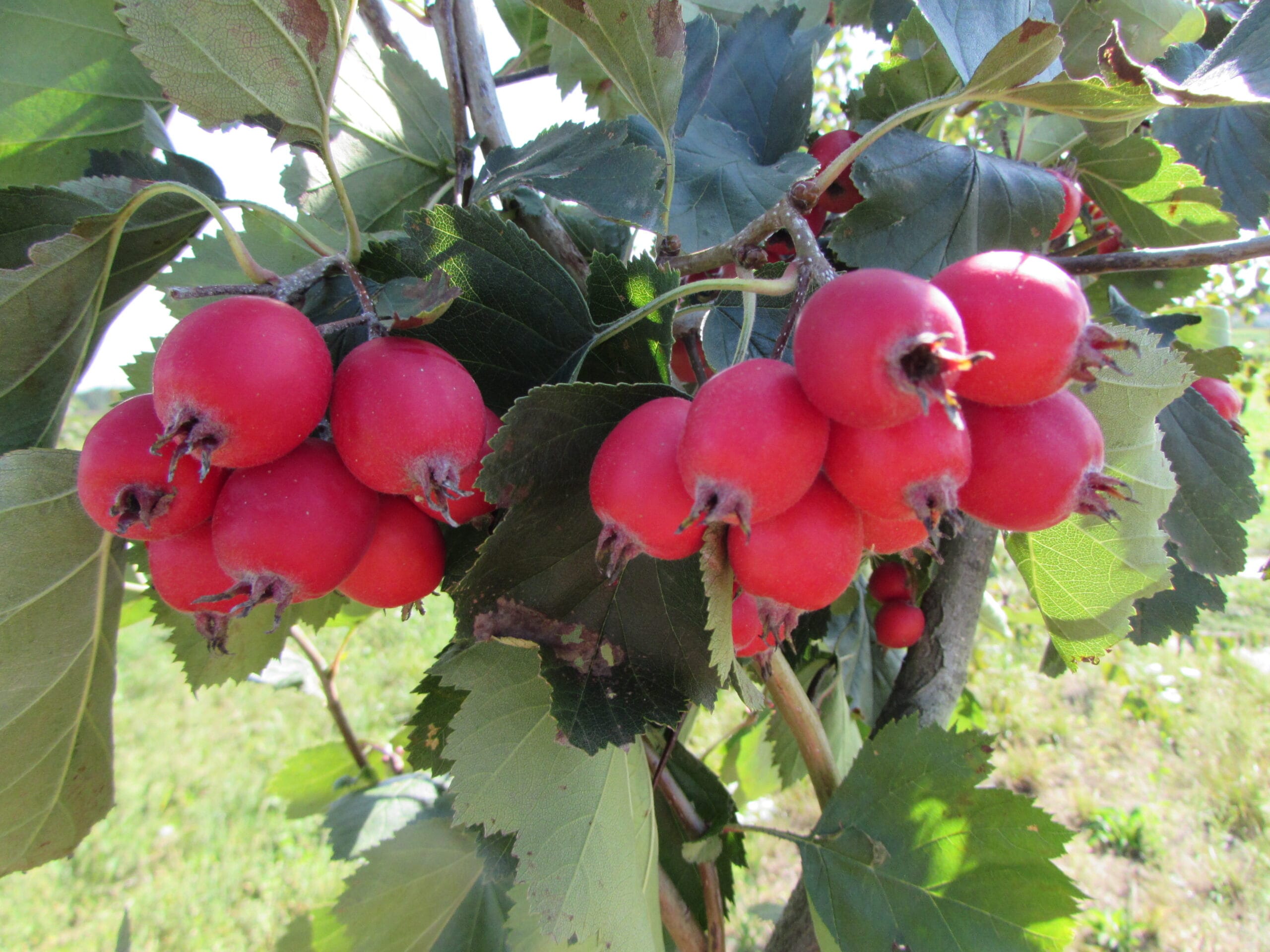 Gudobelė valgomoji vienapiestė (Crataegus monogyna) - Image 5
