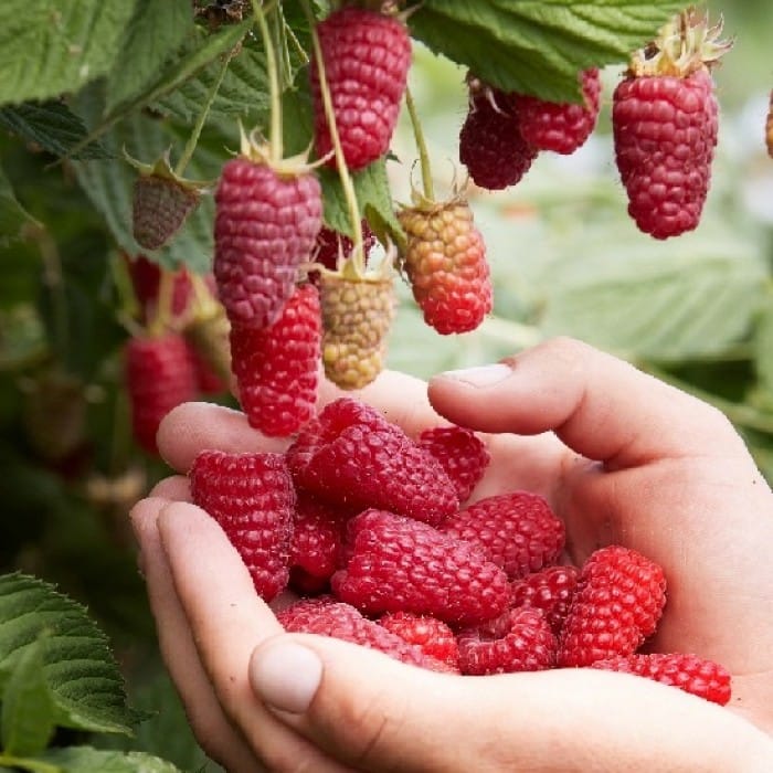 Vasarinė avietė 'Przehyba' (Rubus idaeus) - Image 3