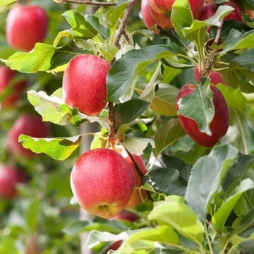 Obelis koloninė ‘Polka’ (Malus domestica) - Image 5