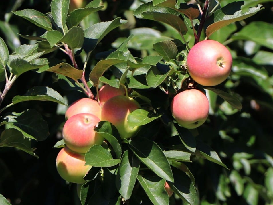 Obelis koloninė ‘Polka’ (Malus domestica) - Image 6