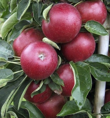 Obelis koloninė ‘Charlotte’ (Malus domestica) - Image 5