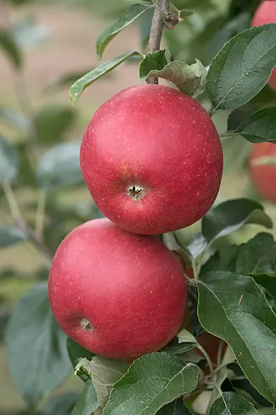 Obelis koloninė ‘Charlotte’ (Malus domestica) - Image 6