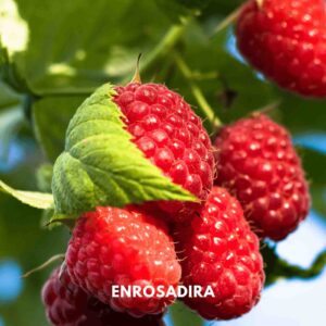 Vasarinė avietė 'Enrosadira' (Rubus idaeus)