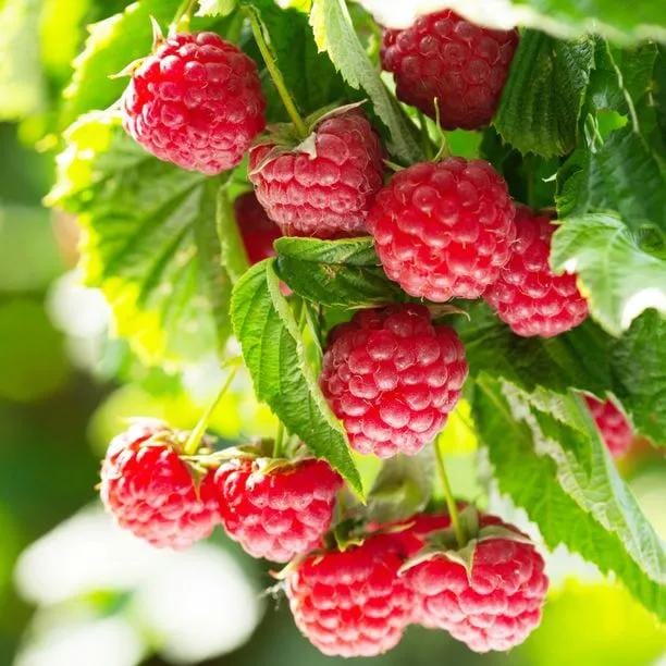 Vasarinė avietė 'Glen Ample' (Rubus idaeus)