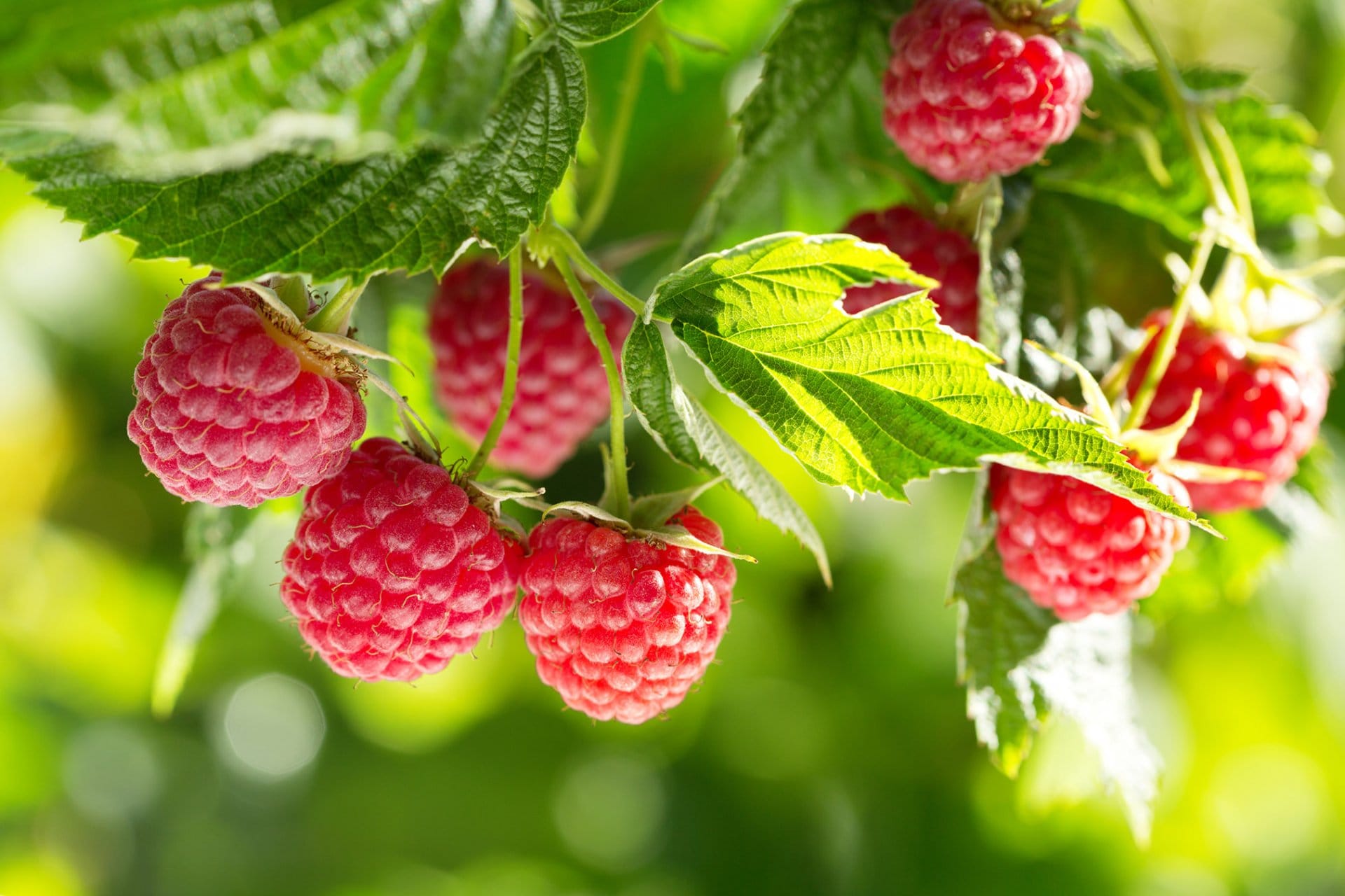 Vasarinė avietė 'Enrosadira' (Rubus idaeus) - Image 10