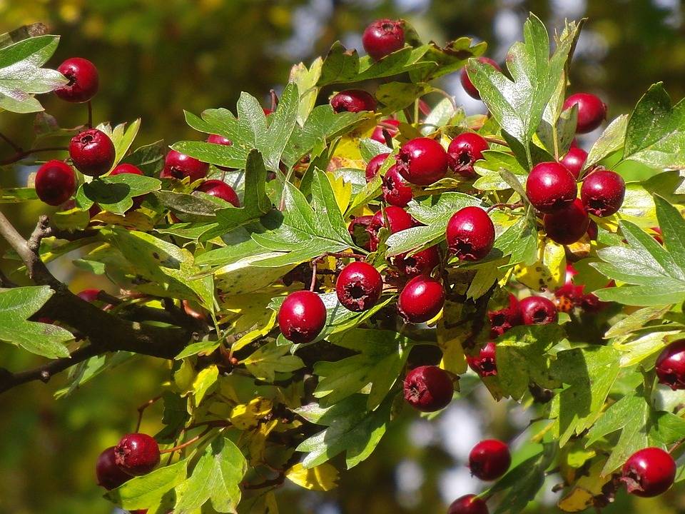 Gudobelė valgomoji vienapiestė (Crataegus monogyna) - Image 6