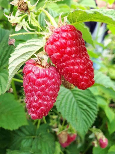 Vasarinė avietė 'Przehyba' (Rubus idaeus) - Image 2